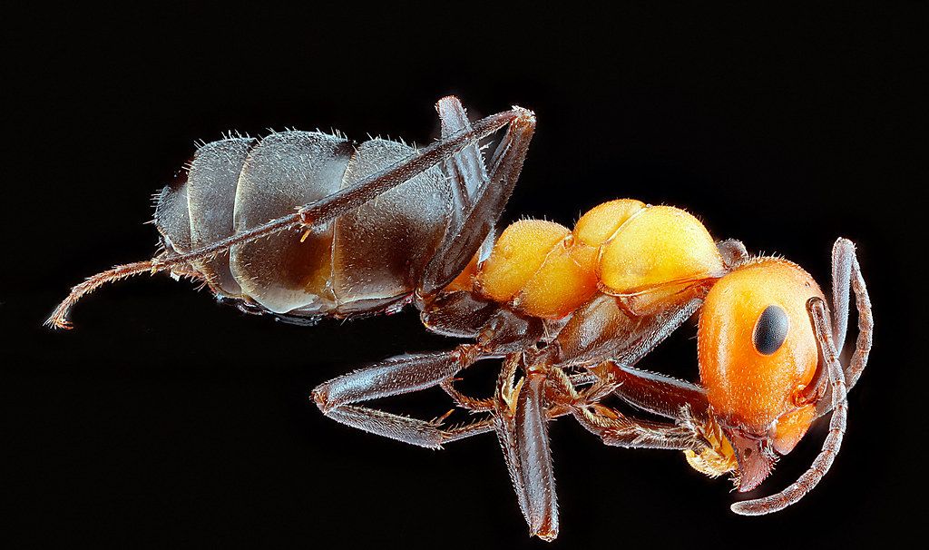 Ant Control service in Detroit, MI