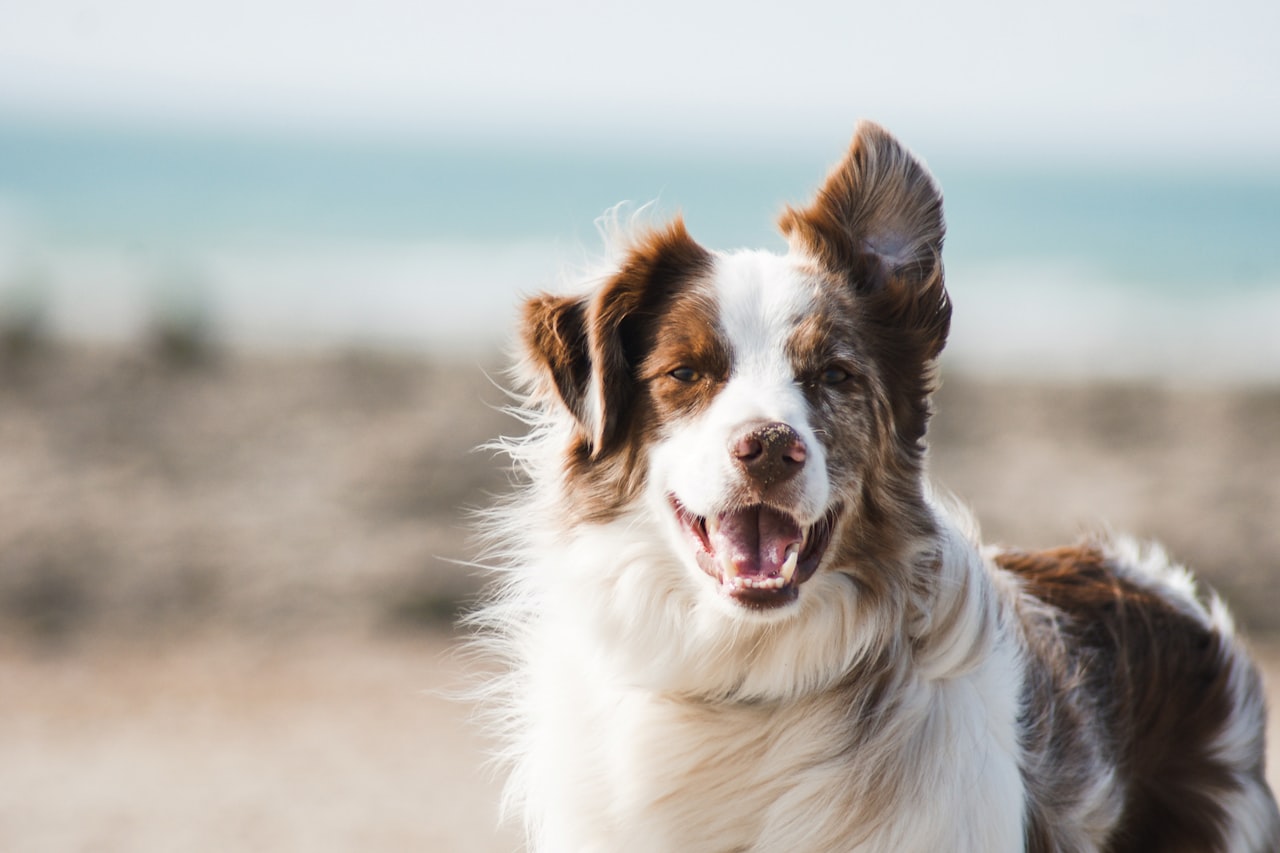 Flea & Tick Control service in Detroit, MI
